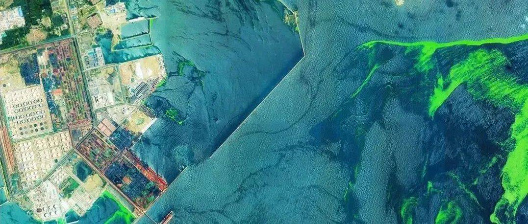 卫星直击:浒苔侵袭青岛附近海域_制图_山东_海水