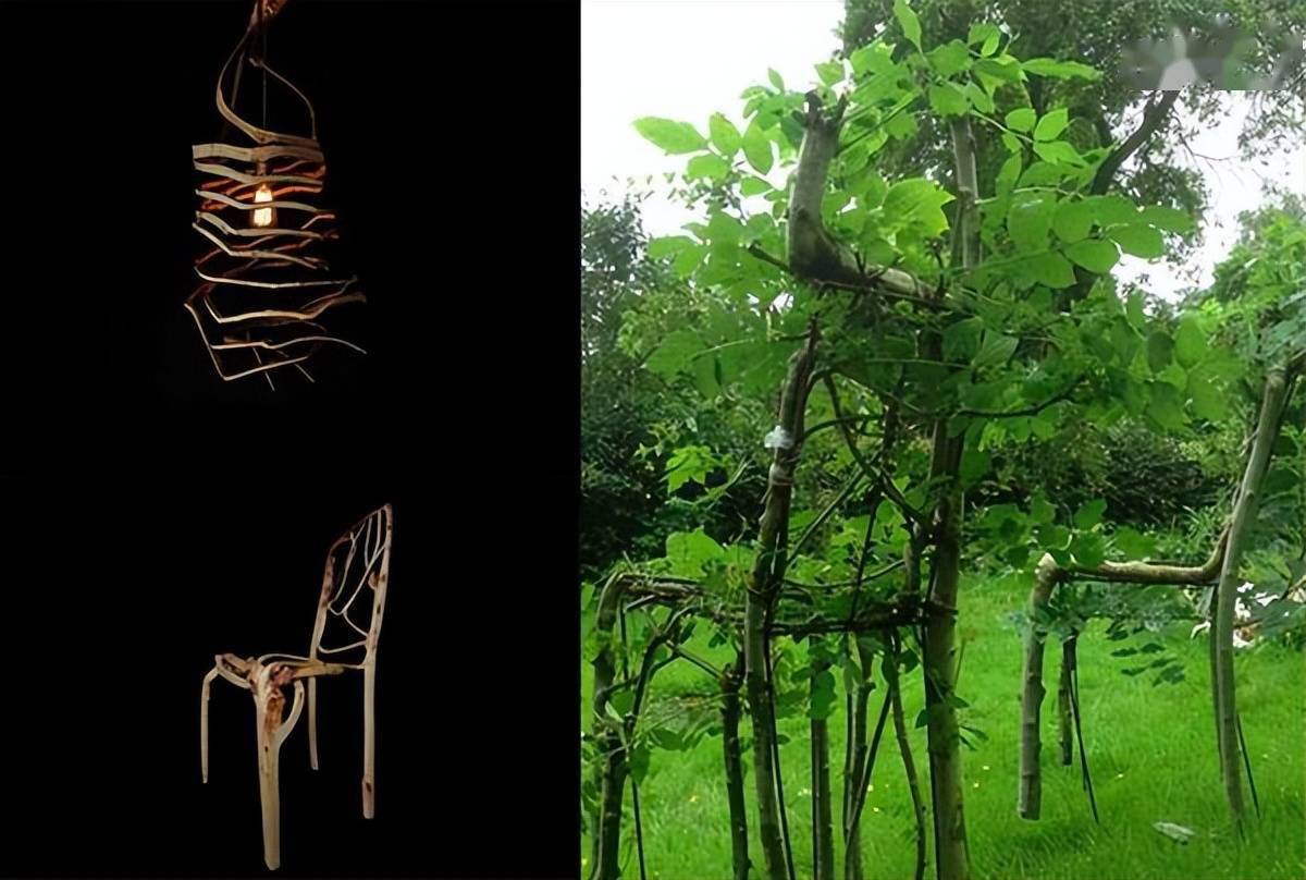 地里种出一把椅子卖2万唯一就是有点费时间