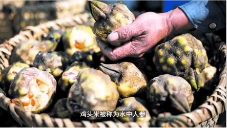 鸡头米被称为水中人参,富含蛋白质,胡萝卜素,粗纤维以及多种微量元素