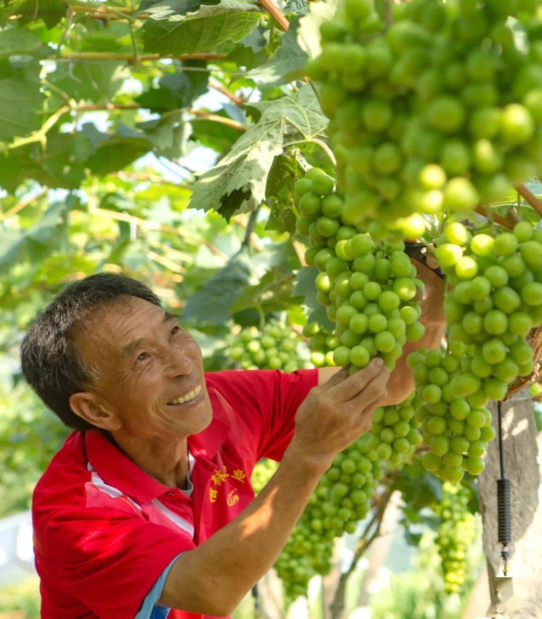 脆桃西瓜葡萄李子万盛黑山夏季鲜果采摘正当时