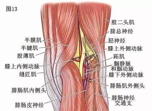 膝关节解剖学:膝关节的四面观_培训_韧带_临床