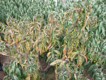 根腐病叶片初期症状桃树根腐病也叫烂根病,在种桃地区发生较普遍,每年