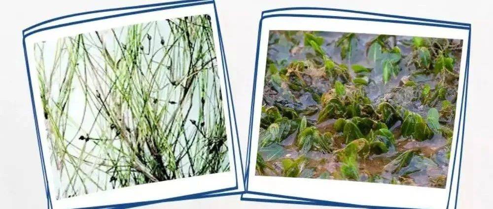 【探秘海洋】当海草成为海草床_世界_版权_视角