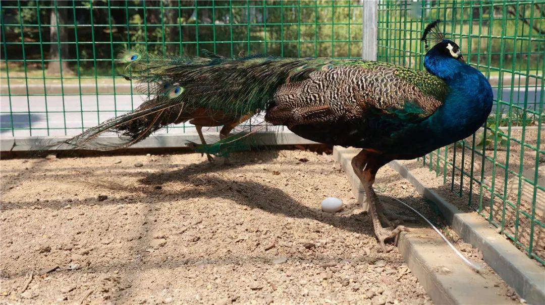 惊奇地发现孔雀下蛋了孔雀管理员仲夏六月happy birthday迎来了可爱的