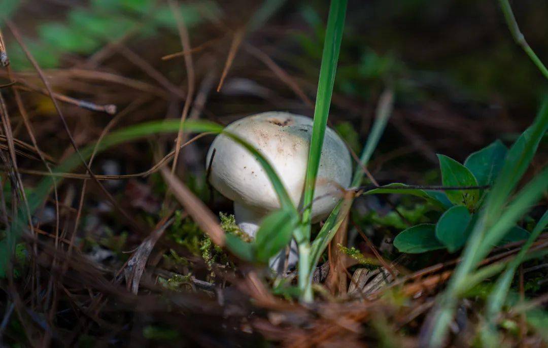 昆明这片山林野生菌产值翻倍的秘密揭晓→_顾晓坤_承包_进行
