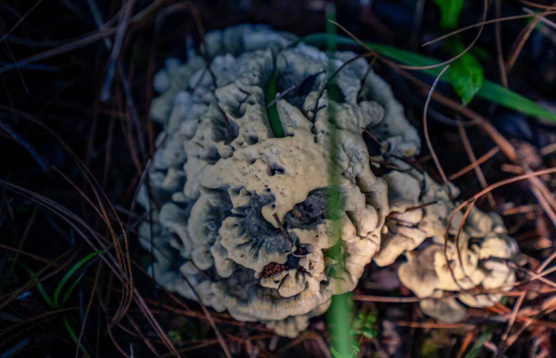 昆明这片山林野生菌产值翻倍的秘密揭晓→_顾晓坤_承包_进行