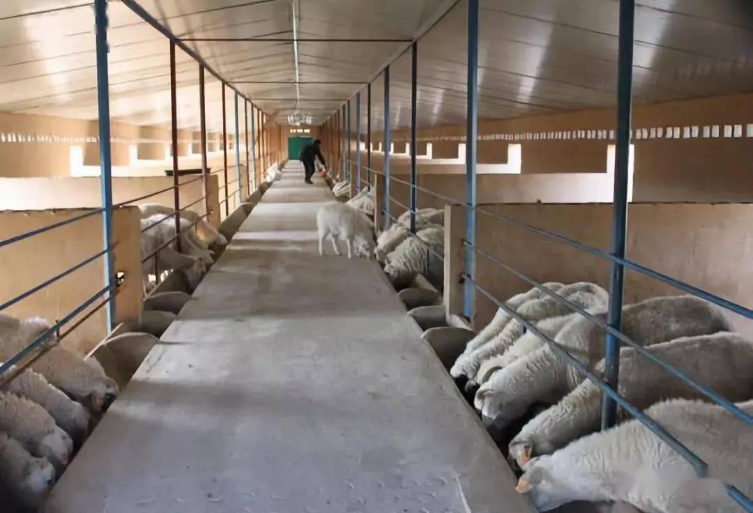 羊舍这样改造一下,冬夏都不怕_繁殖_母羊_温度