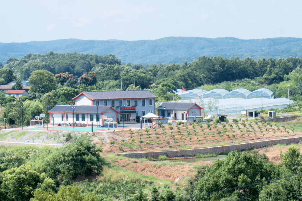 中省市媒体看新区丨漳河肖岗村梦指荆门小岗村