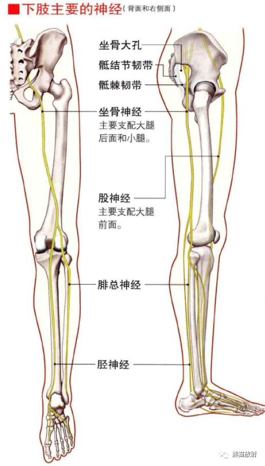 腿解剖图对应名称图片