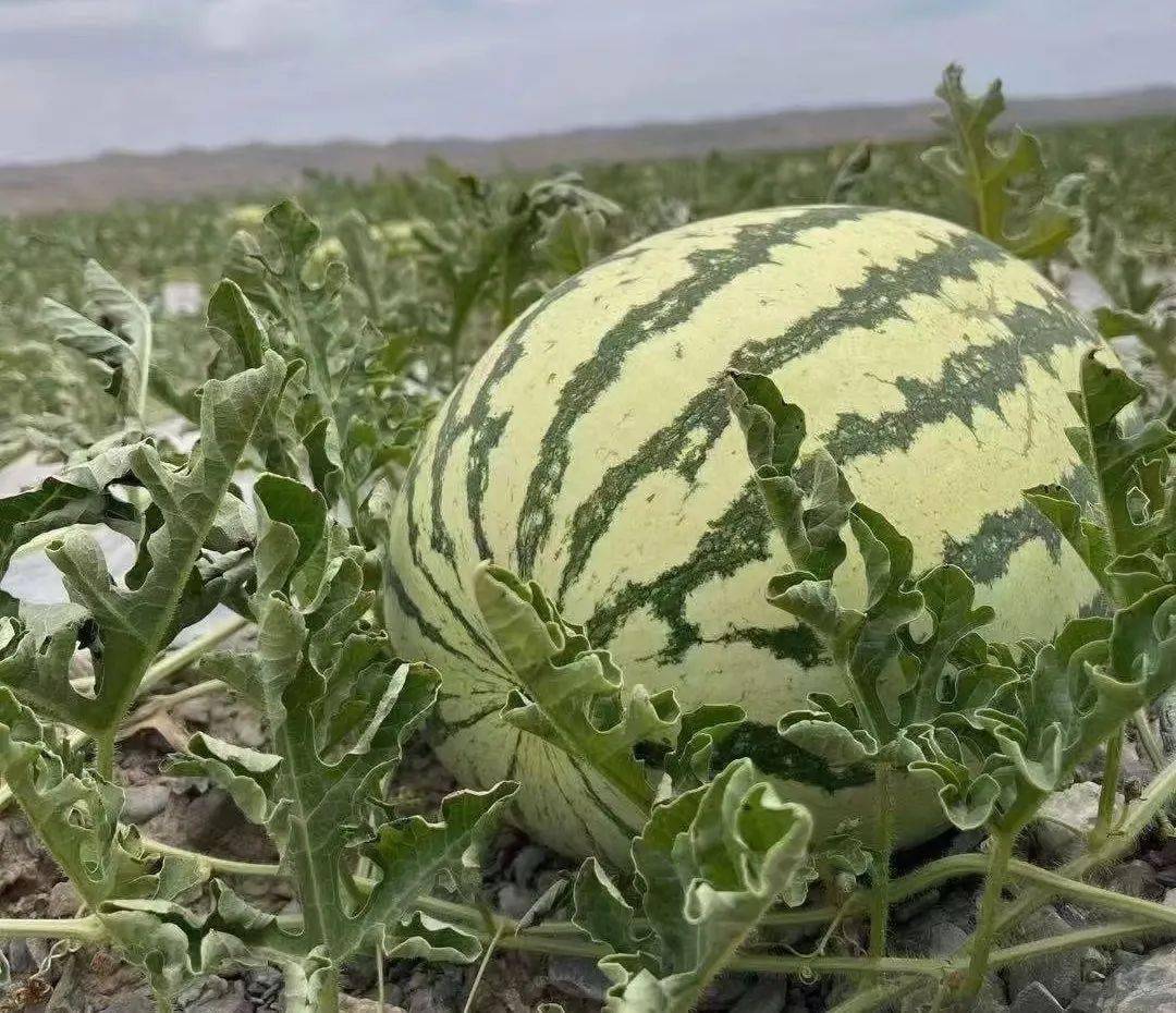 瓜大又甜,果肉鮮紅,肉厚籽少,汁水十分豐富,甘甜如蜜,口感是沙沙的粉