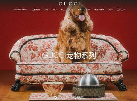 Gucci一张宠物床7万，买了就不能退换！
