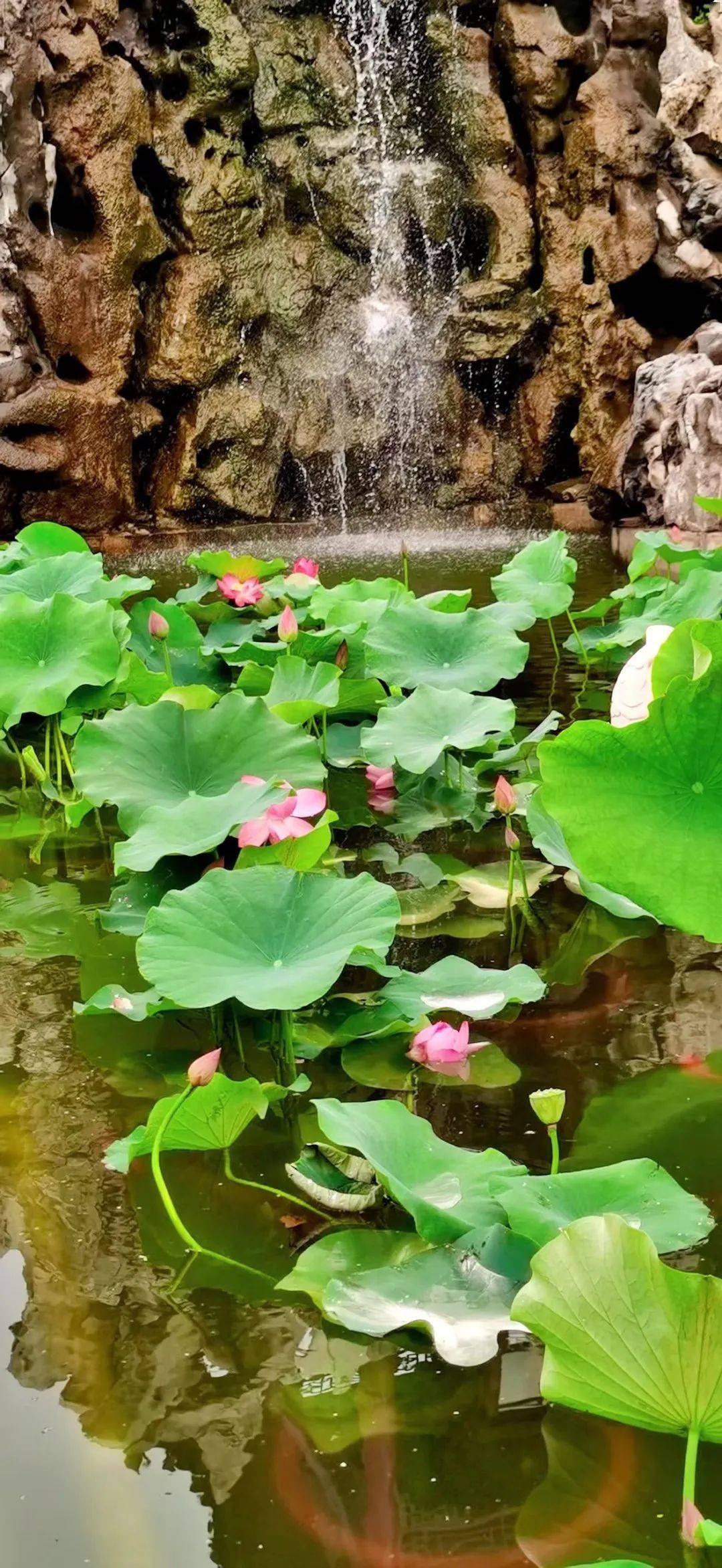 沈阳荷花池图片