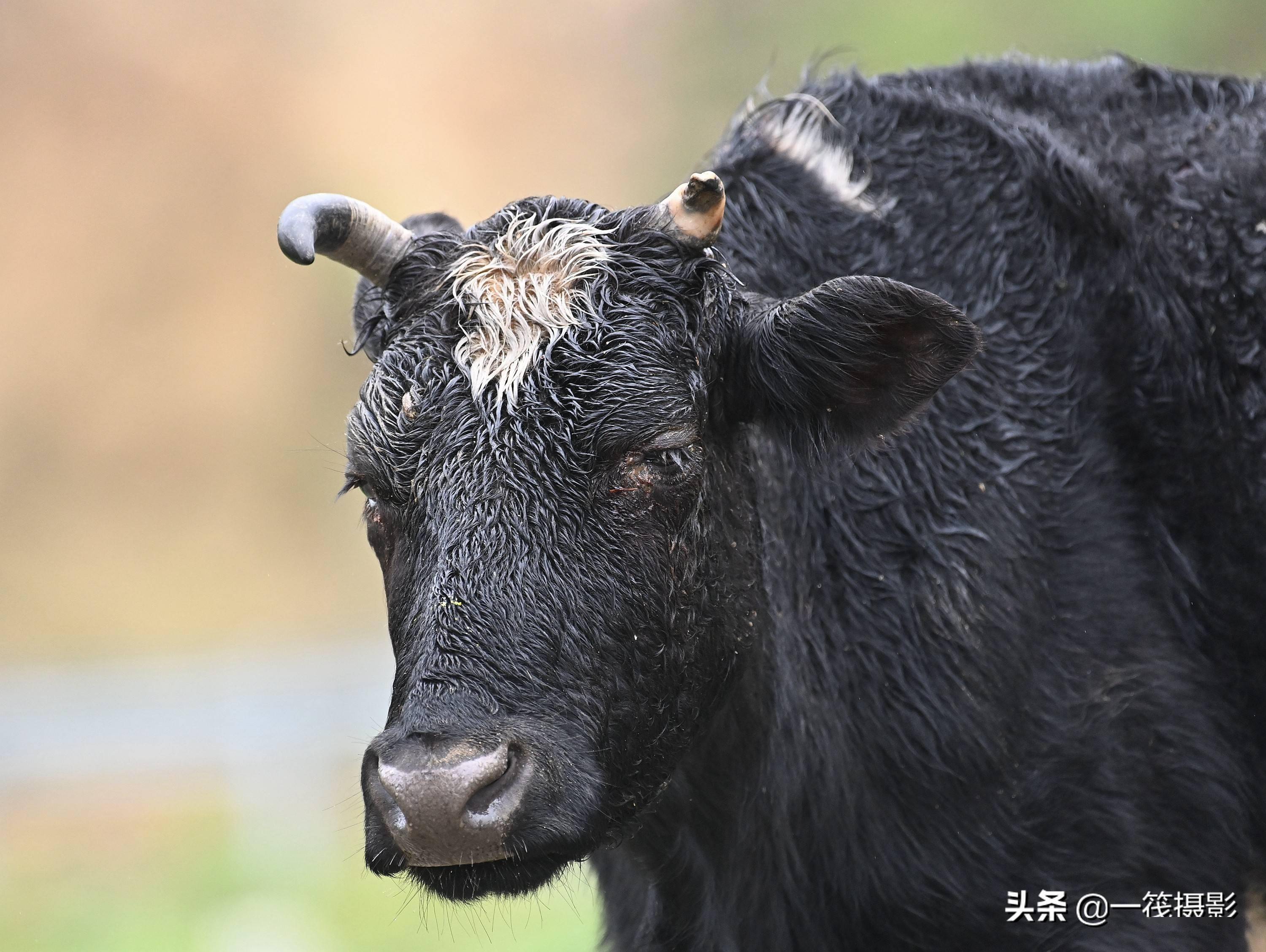 墨脱行路遇巴米牛又称大额牛因其稀有珍贵而称熊猫牛