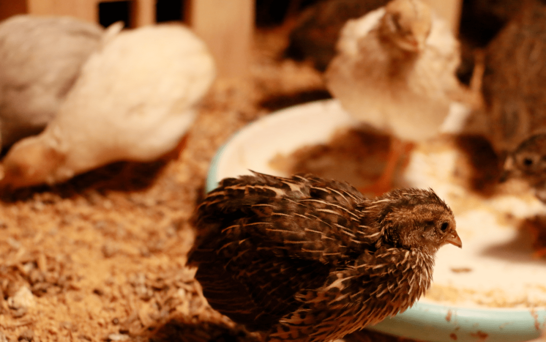 养芦丁鸡那点事快来体验一下养小鸡的快乐吧