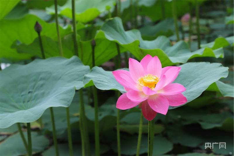 图集|青城荷花别样美