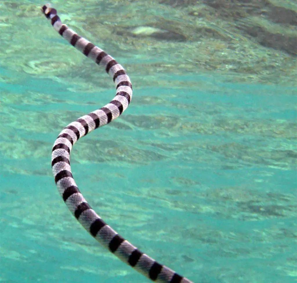 隐形毒牙 海蛇 毒液 肌肉 毒蛇 隐形毒牙 海蛇 毒液 肌肉 毒蛇