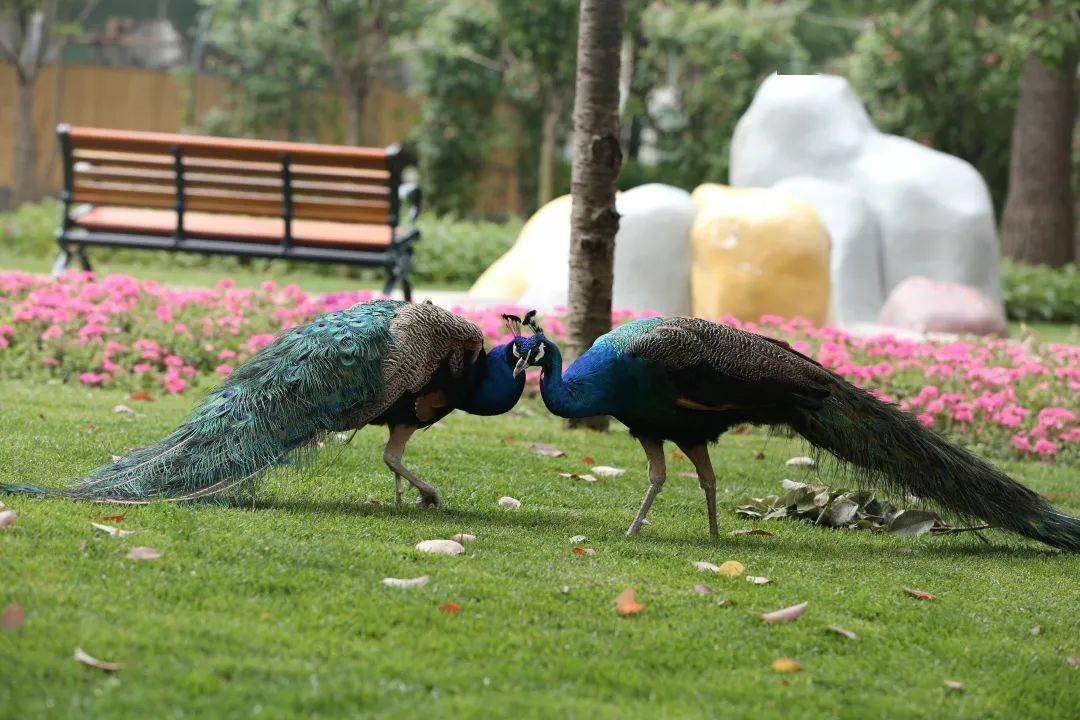 几只孔雀迎面向你走来～～_园区_动物园_羽冠