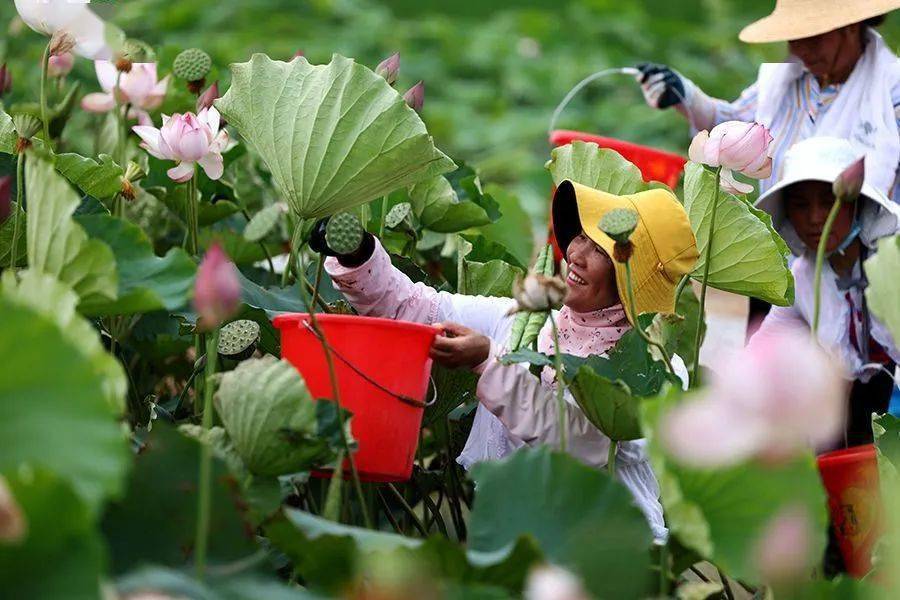 安徽望江荷花池中喜丰收盛夏时节采莲忙
