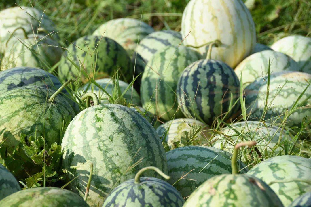农民丰收江西铅山新滩百亩山地西瓜成熟上市