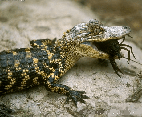 网友:它混成濒危物种是有原因的_扬子鳄_鳄鱼_安徽省