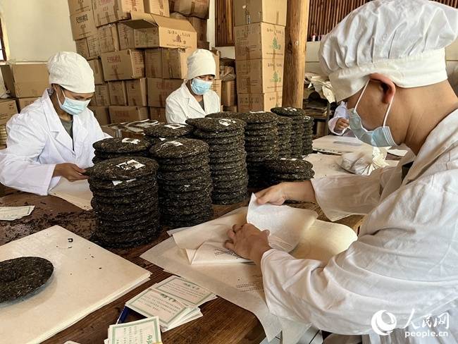 镇沅茶香飘万家：“甜”了生活，富了百姓