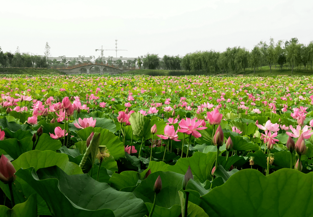 沭阳自然风景区图片图片