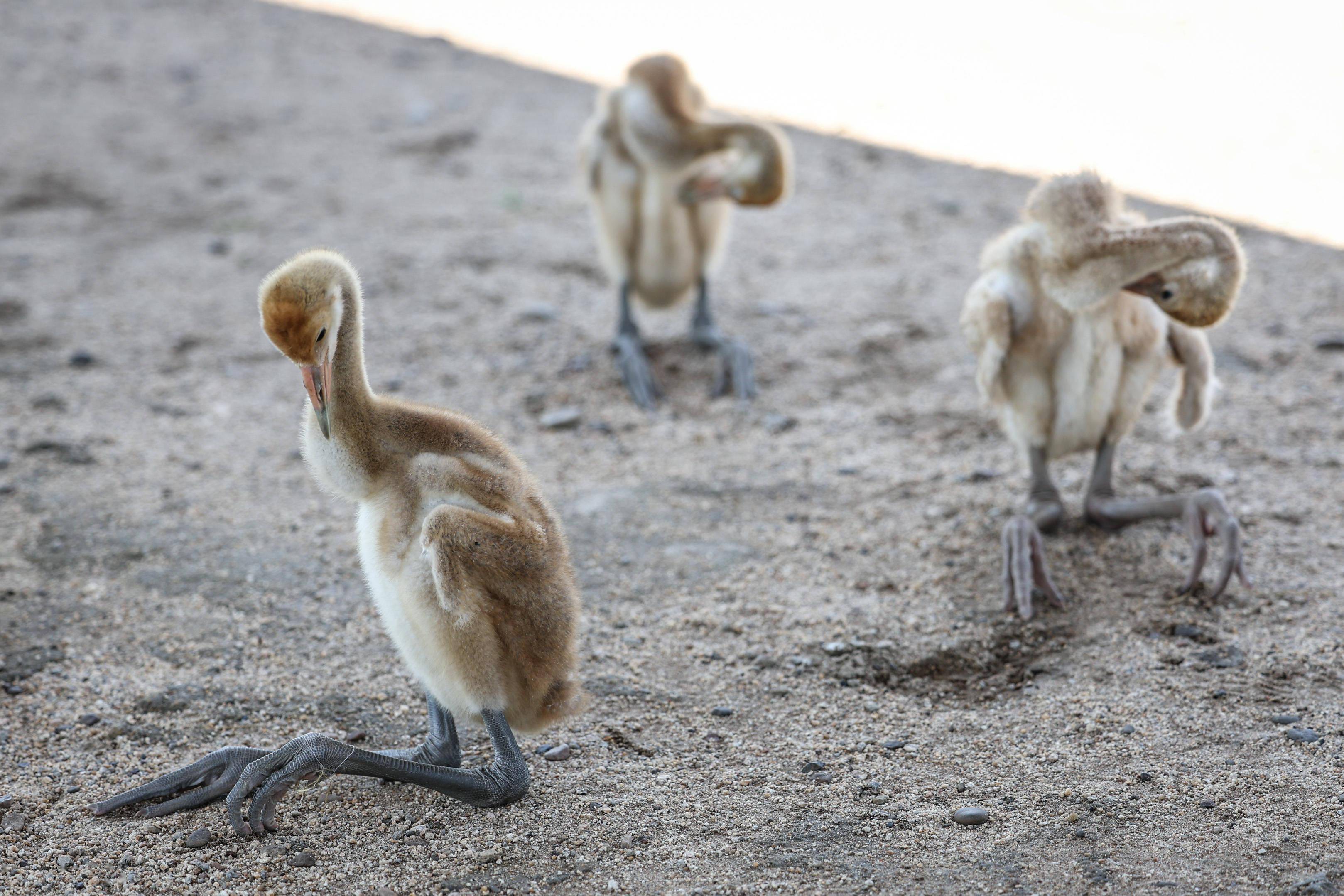 丹顶鹤群添新雏