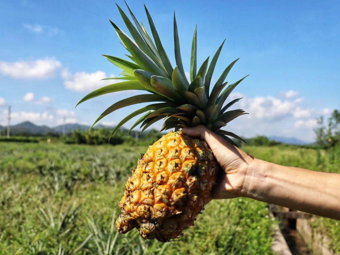 尝鲜正当时金灿灿甜蜜蜜的更合本地凤梨上市