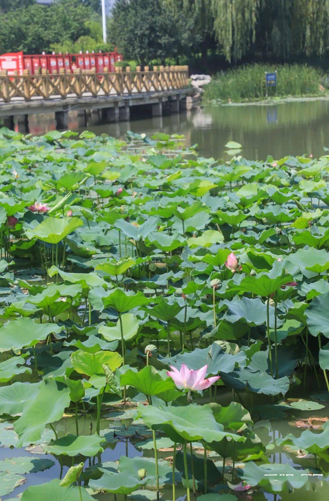 周口荷花池凉亭木桥小船独揽盛夏荷塘月色