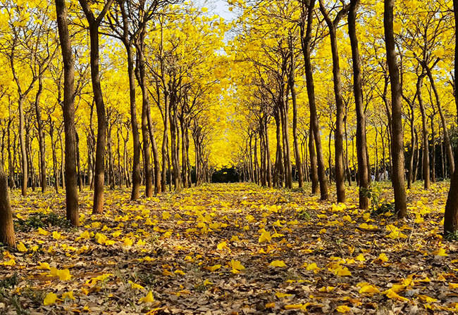 科技感满满解锁云南开远花都新地标