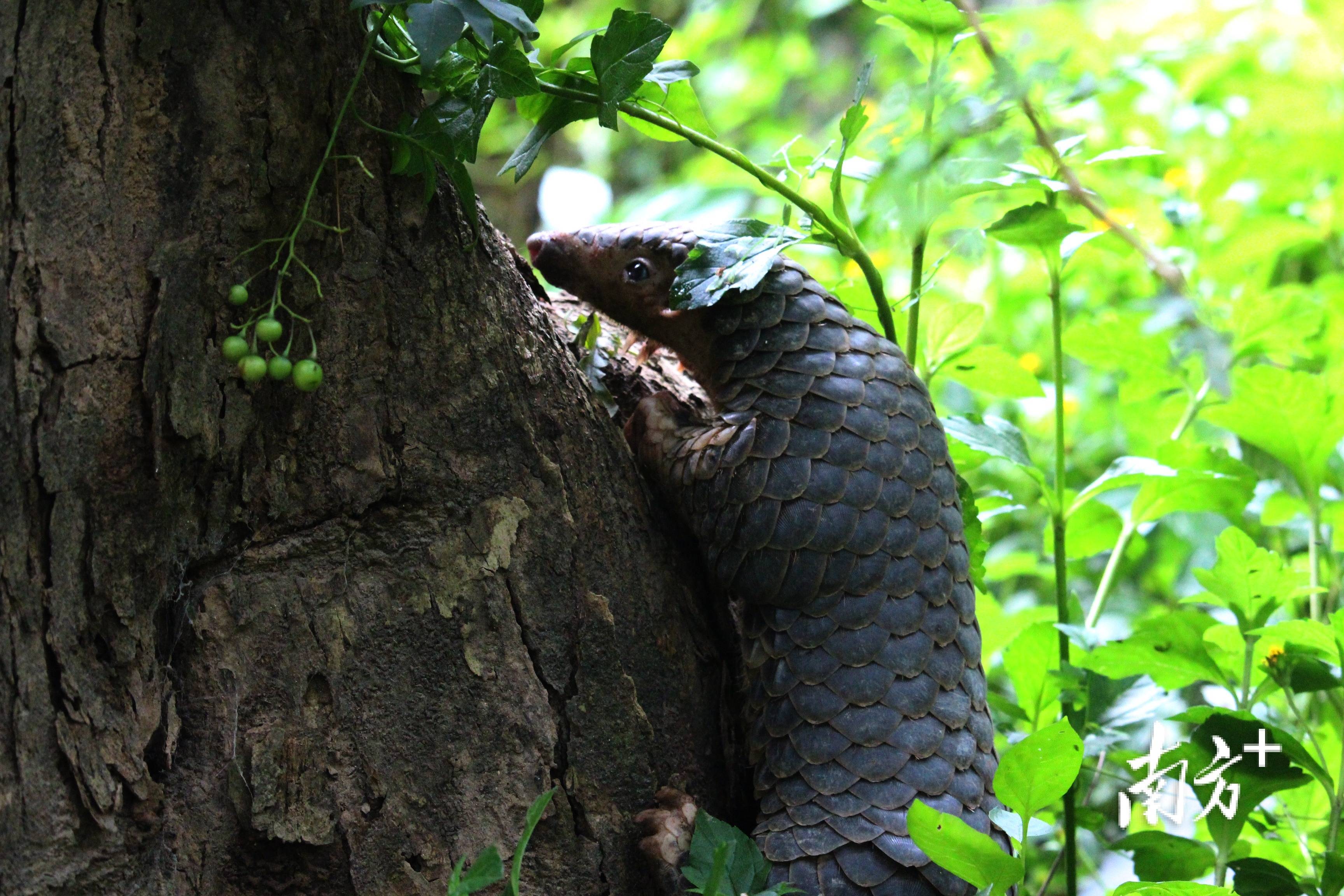 韩江里_潮汕_植物