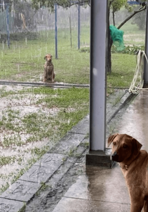 雨一直下图片 小狗图片