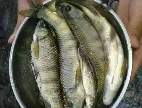 一早上也可以在溪里捞不少的鱼,特新鲜,那时候河流还没有污染.9.