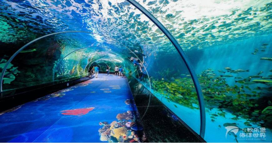 海底隧道也是研学旅游活动"夜宿海洋馆"的大本营.