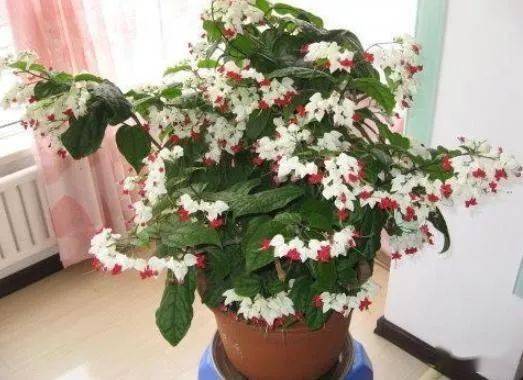 夏季养花选它,露天长到3米高,花开高贵似宝塔,可做拱门,盆栽_白龙花