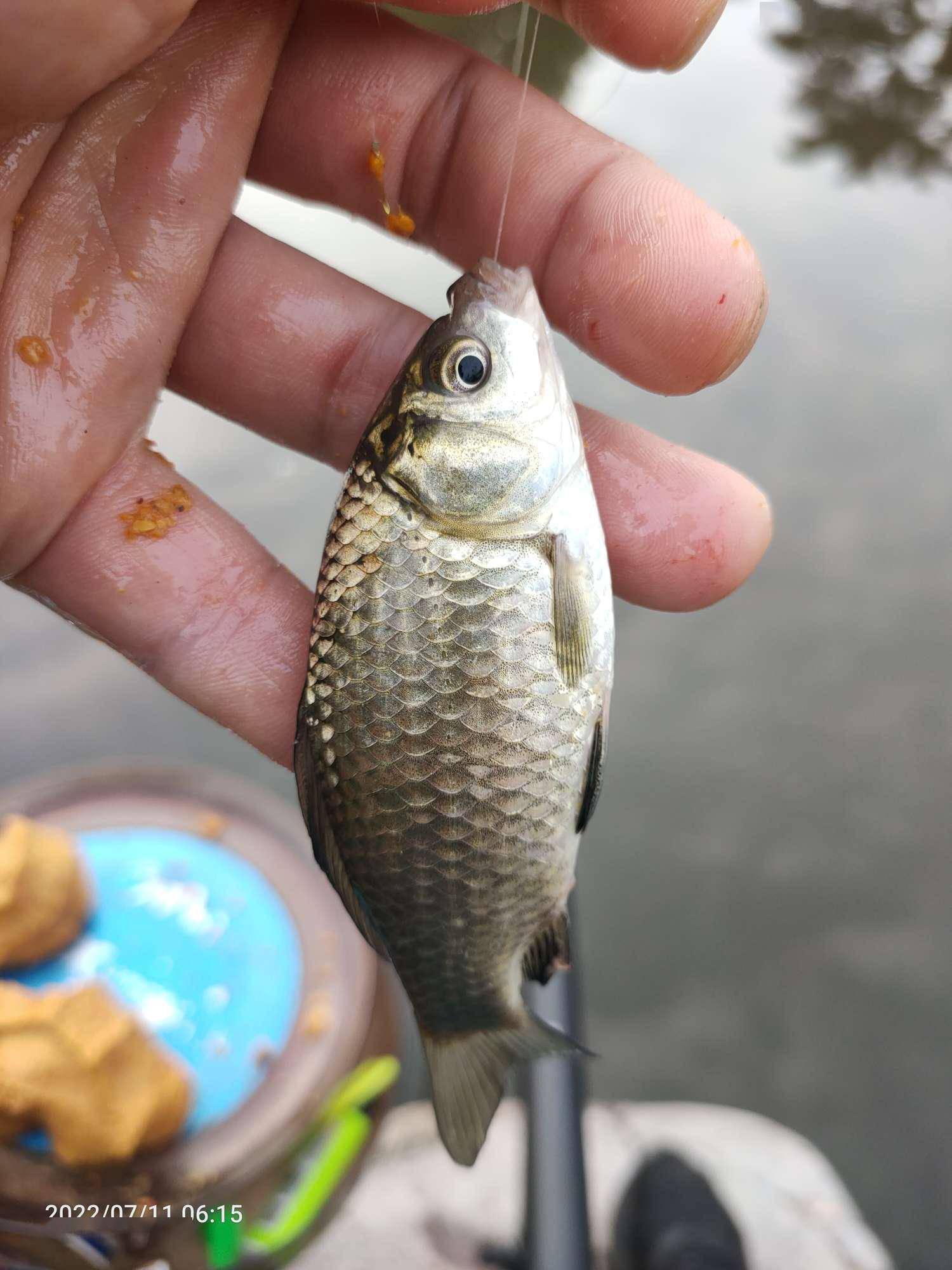 7月魚獲搓餌守釣配跑鉛擒獲麥穗土鯽連