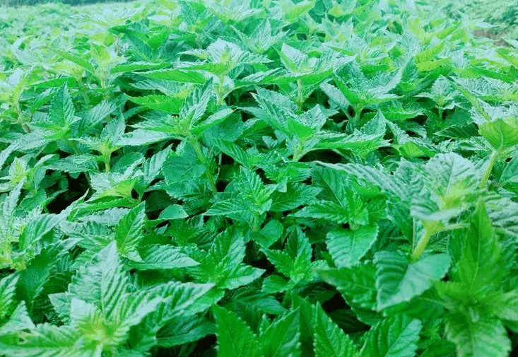 湛江夏季特色清凉美食每一样都盛满童年回忆