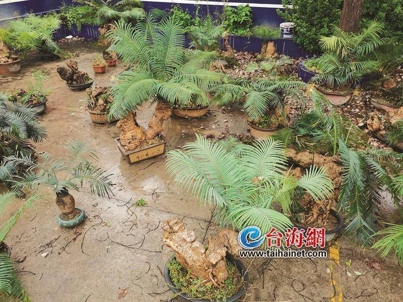 石山苏铁是国家一级重点保护植物两人公开售卖被抓了
