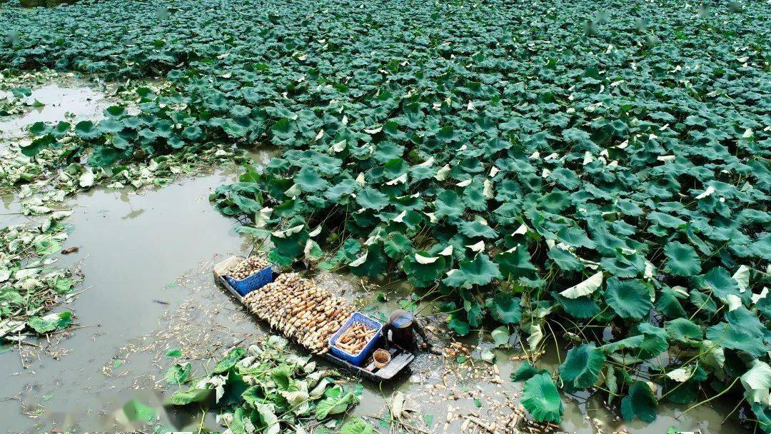 增城300多亩藕田"莲"通乡村致富路!_莲藕_种植_农户