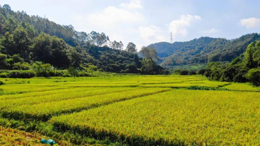 稻浪飘香,"丰"景如画,乐峰喜迎早稻大丰收_稻穗_黄婉玲_夏日