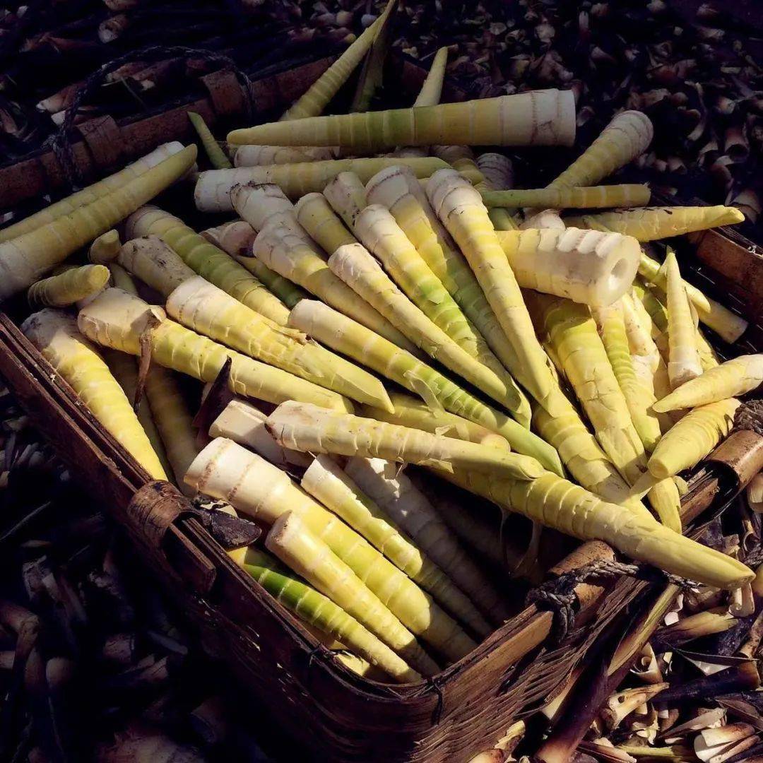 9元3罐【宁波奉化油焖笋】~1年仅20天赏味期的风味,留住了!