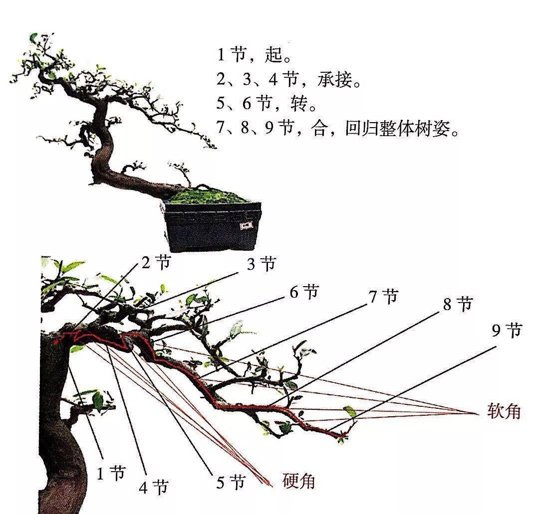 掌握5种岭南盆景的造型枝法就能创作出变化多端的盆景作品