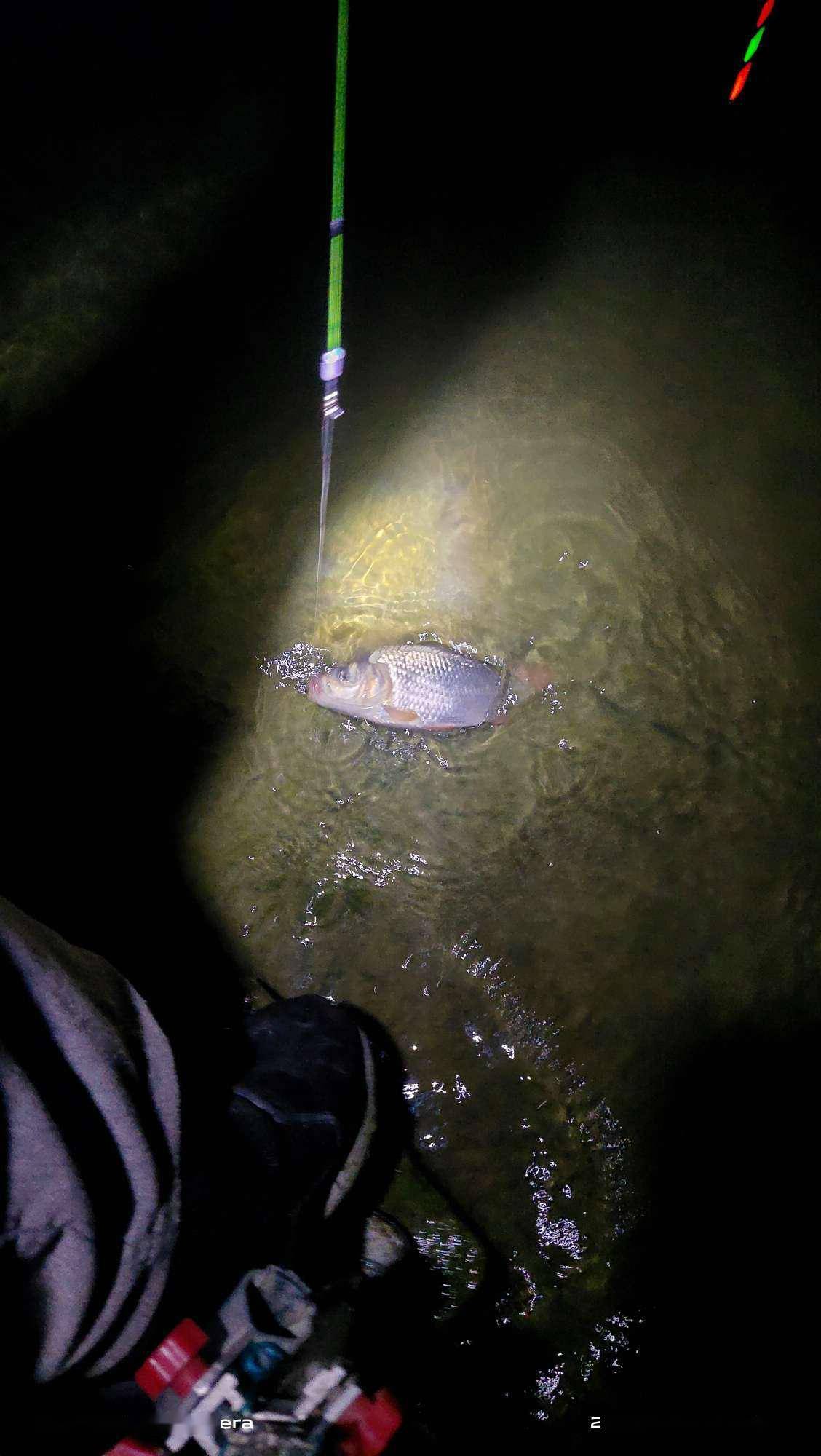 「七月鱼获」夜钓捅了鲤鱼窝,野河钓出了养鱼池的感觉