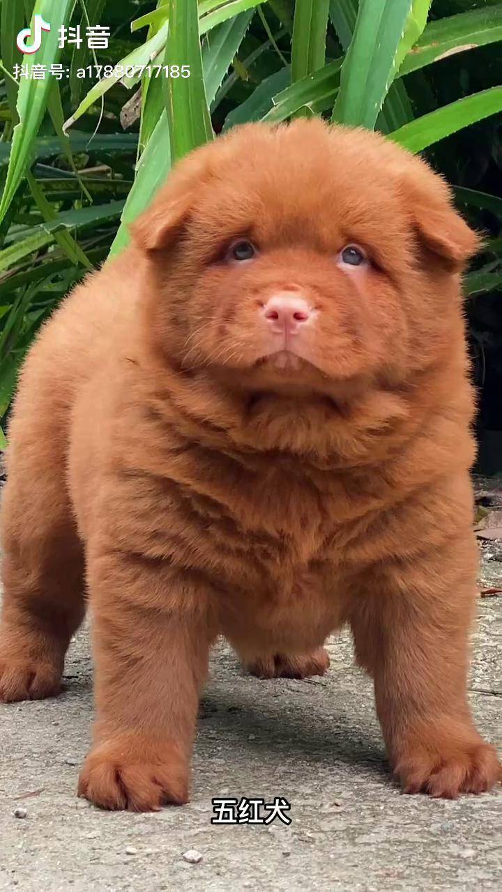 路人不识中华田园犬,比比皆是土狗 中华田园犬 五红 五红犬_田园_中华