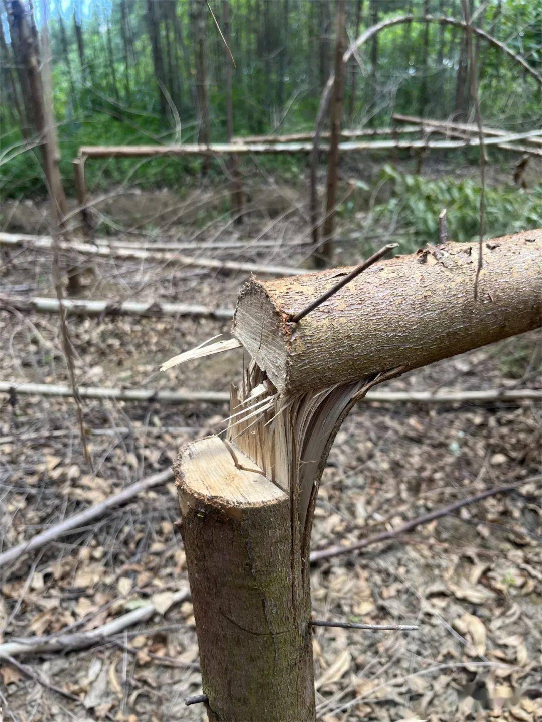 事发宾阳大桥一农户种植的30多棵桉树被拦腰砍断多大仇怨谁下此狠手