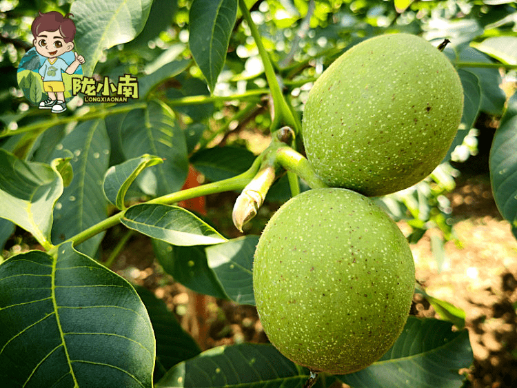 抓紧时间下单成县青皮核桃5斤299元包邮火爆抢购中