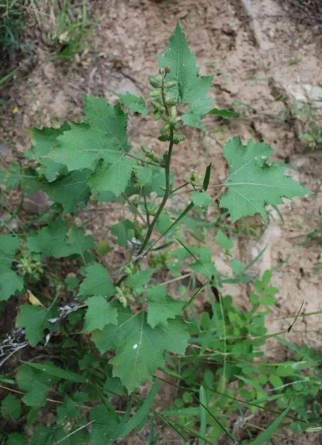 仁济科普|常见夏秋季花粉过敏原介绍——艾蒿,豚草,苍耳_植物_菊科