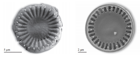 揭开水源地常见藻类的真面目硅藻门