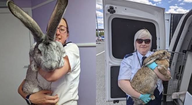 英国黑市屠宰巨兔牟利 动物救援慈善机构及时出手救助