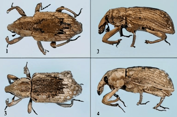 科普 | 象甲科昆虫
